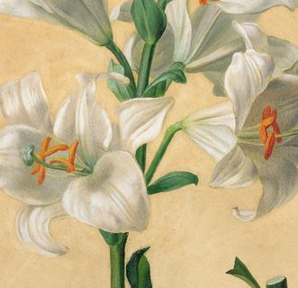 Illustration einer Lilie („Lilium Candidum“) von Carl Gruber