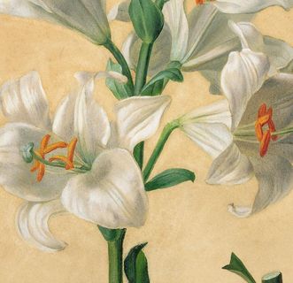 Illustration of a lily ("Lillum Candidum") by Carl Gruber