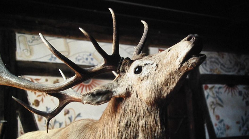 Jagdtrophäe im Dormitorium von Schloss Bebenhausen