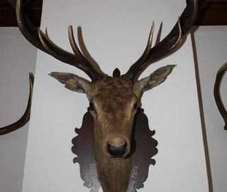 Hunting trophies in Bebenhausen Palace