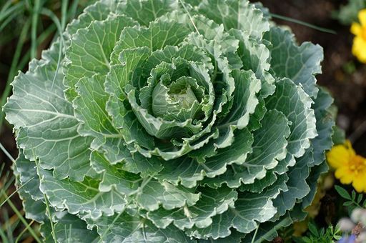 Cabbage